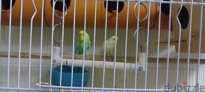 2 budgie and 2 finches 1