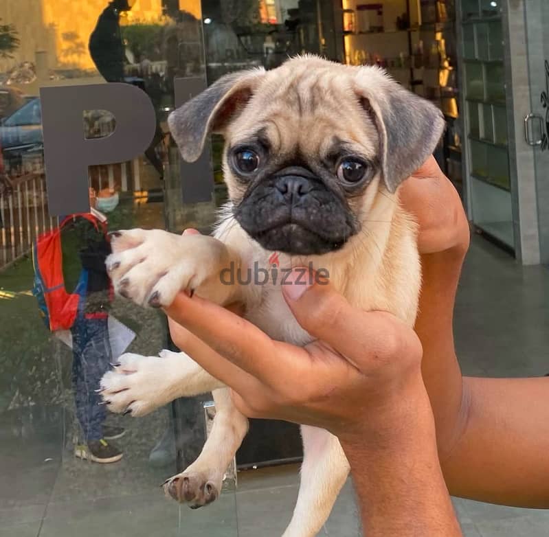 Gorgeous Pug puppies For Sale. 0