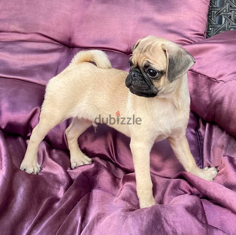 Gorgeous Pug puppies For Sale. 1