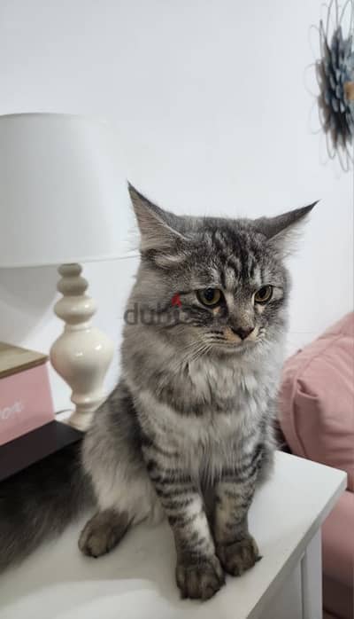 Turkish angora