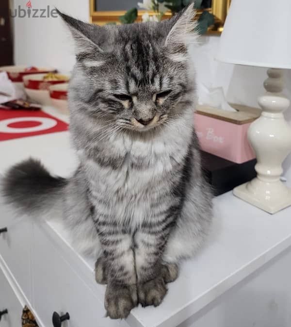 Turkish angora 1