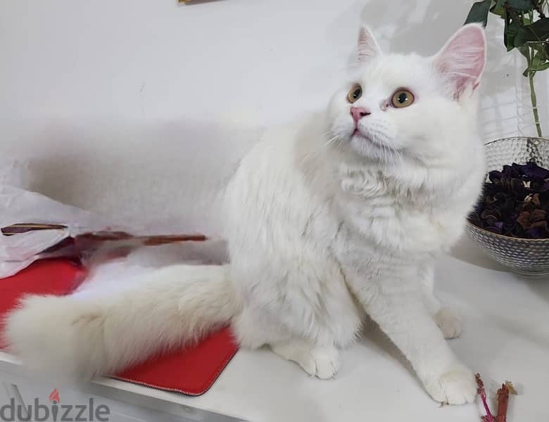 Turkish angora 2