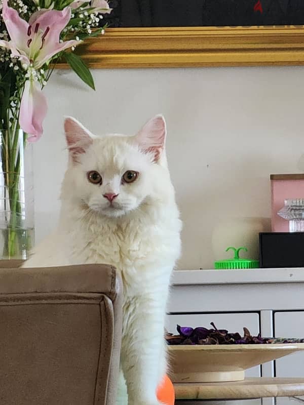 Turkish angora 3