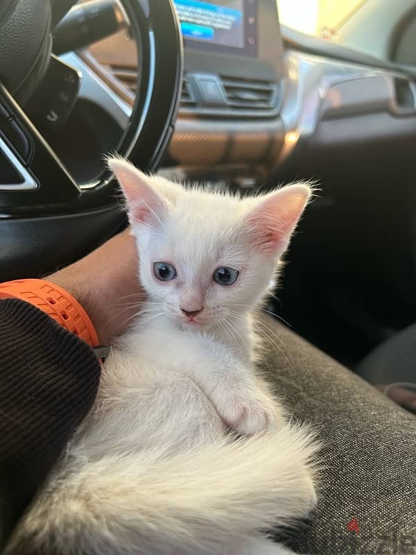 KITTEN AND MOTHER CAT FOR ADOPTION 2