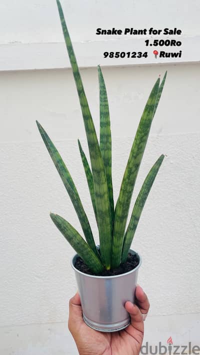 Snake plant for sale