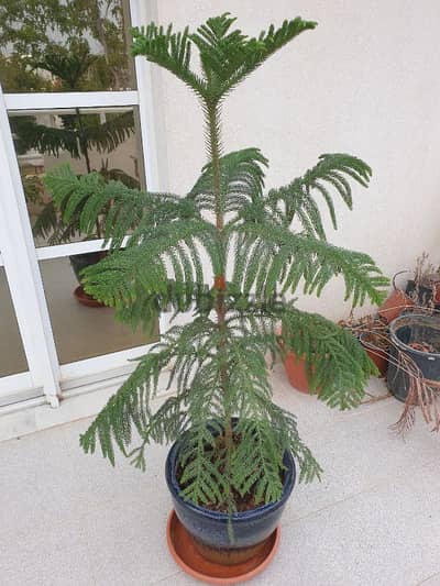 small tree in pot