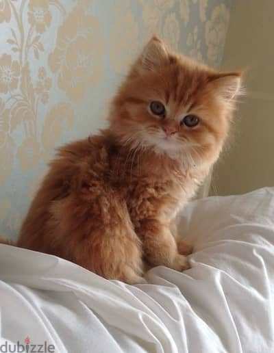 Persian Kitten 3 month old