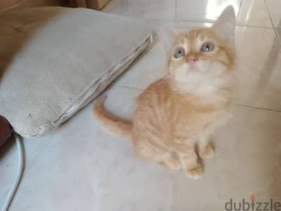 Persian male 3 month old Friendly  Litter trained