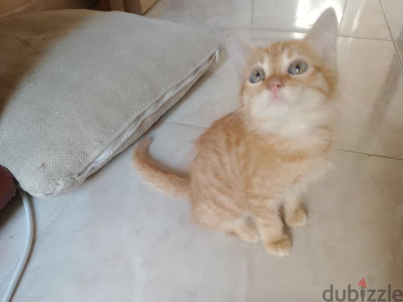 Persian male 3 month old Friendly  Litter trained 0