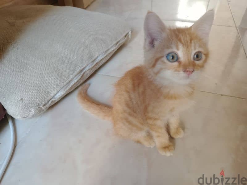 Persian male 3 month old Friendly  Litter trained 1