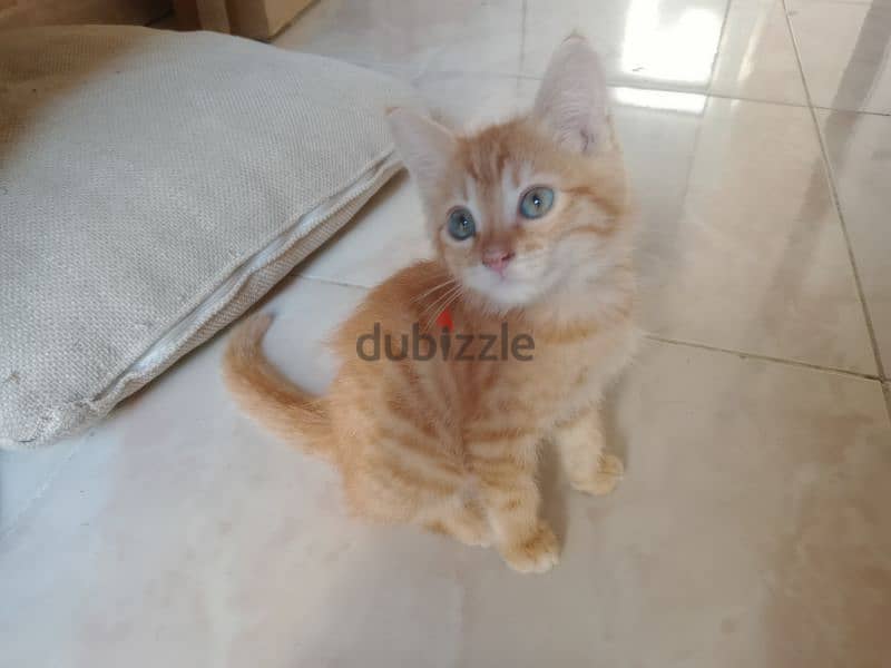 Persian male 3 month old Friendly  Litter trained 2