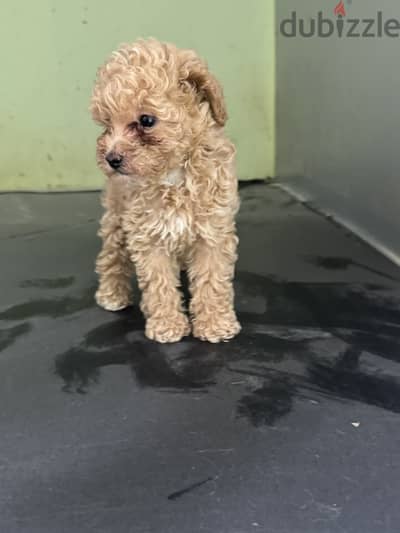 Toy poodle for sale