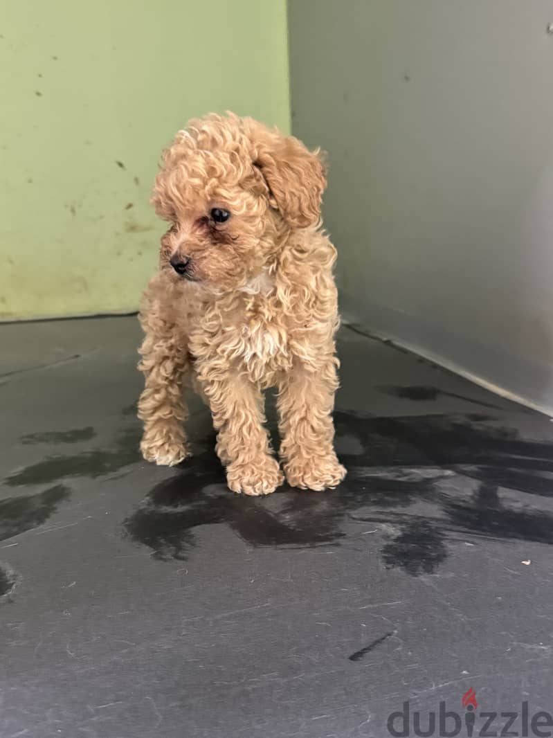 Toy poodle for sale 1