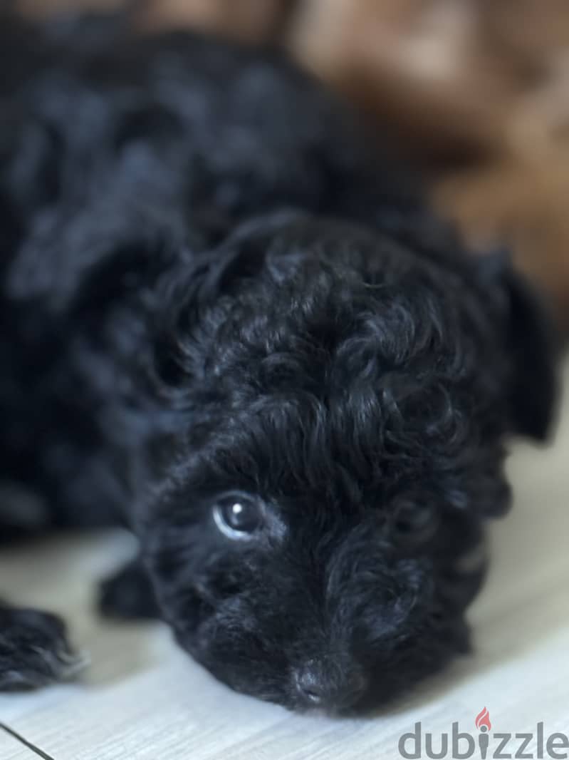 Toy poodle for sale 2