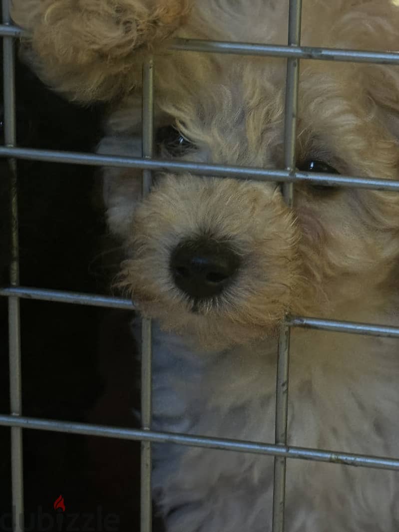 Toy poodle for sale 3