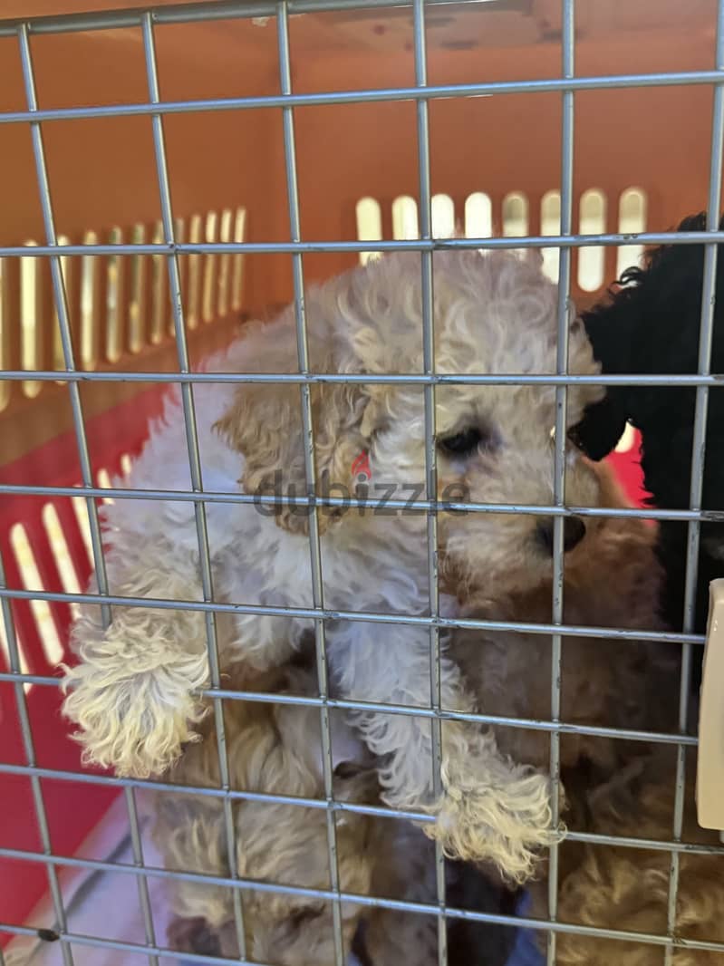 Toy poodle for sale 5