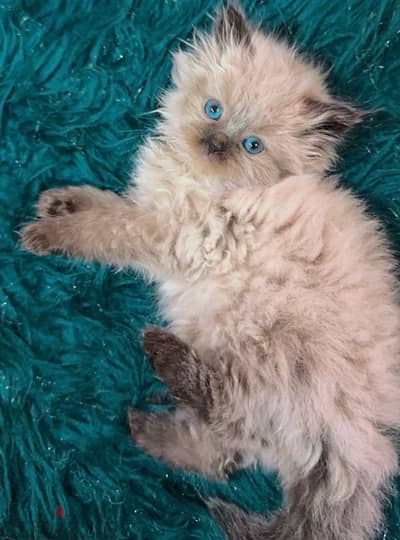 Himalayan Kitten 1.5 month old