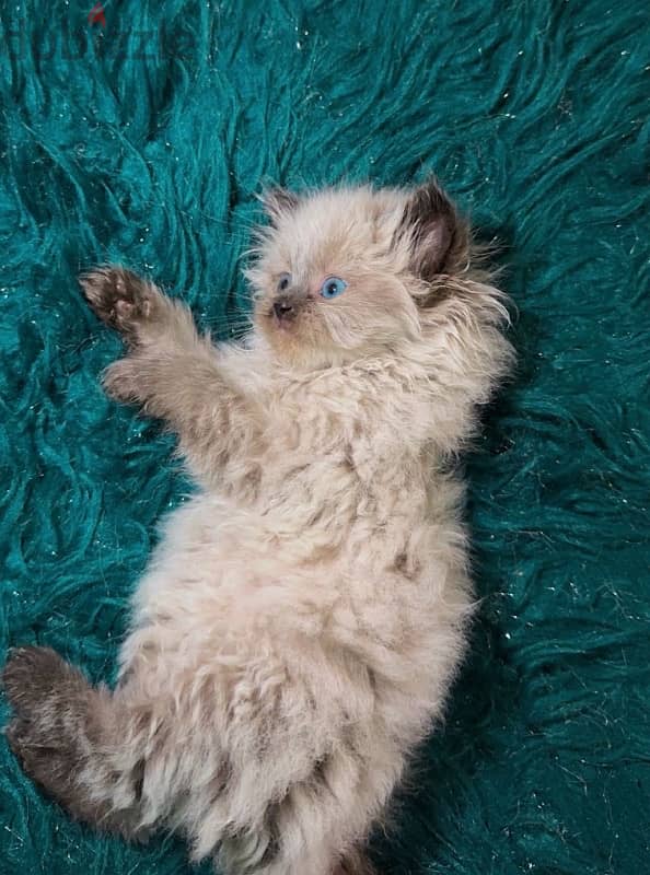 Himalayan Kitten 1.5 month old 1