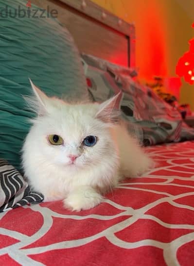 Persian Female Kitten