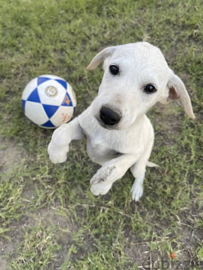 Pure Labrador