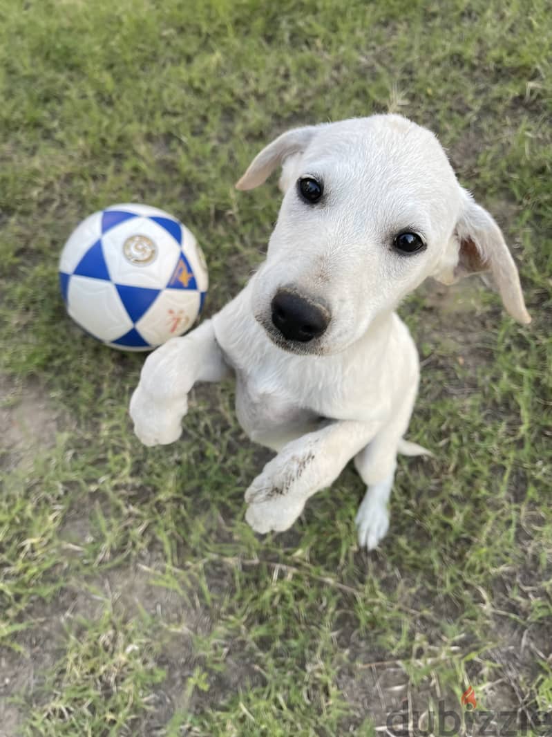 Pure Labrador 0