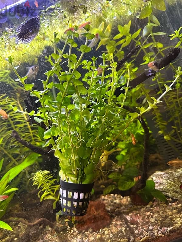 beautiful aquarium plants for sale 2