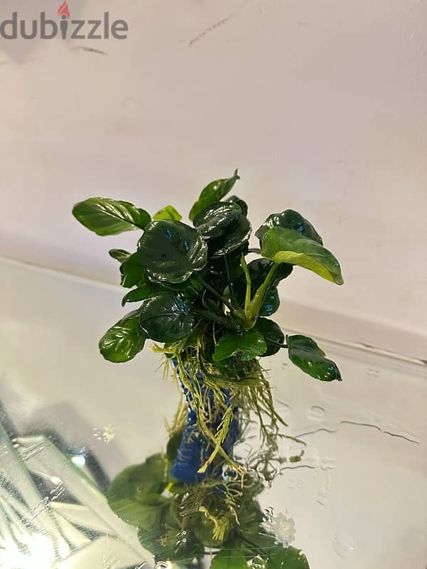 beautiful aquarium plants for sale 3