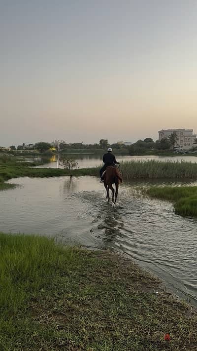 إيواء الخيل و جولات شاطئيه