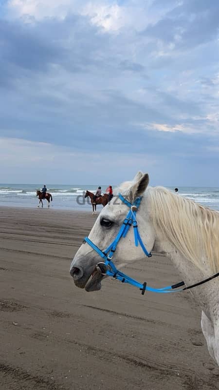 إيواء الخيل و جولات شاطئيه 2