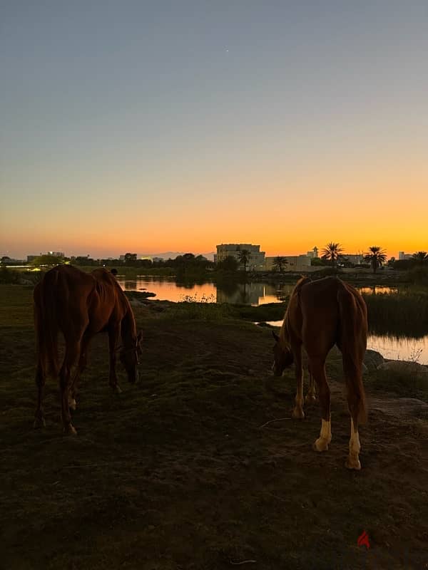 إيواء الخيل و جولات شاطئيه 4