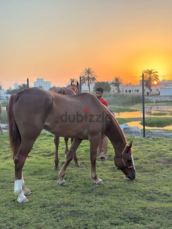 إيواء الخيل و جولات شاطئيه 7