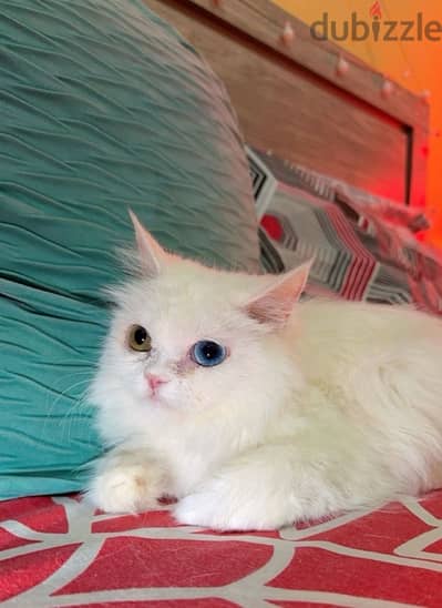 Persian Female Kitten