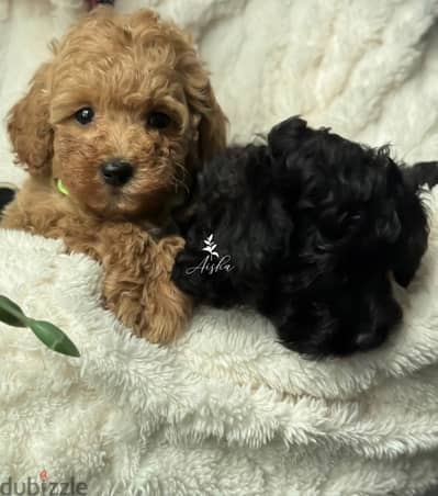 Toy poodle for sale