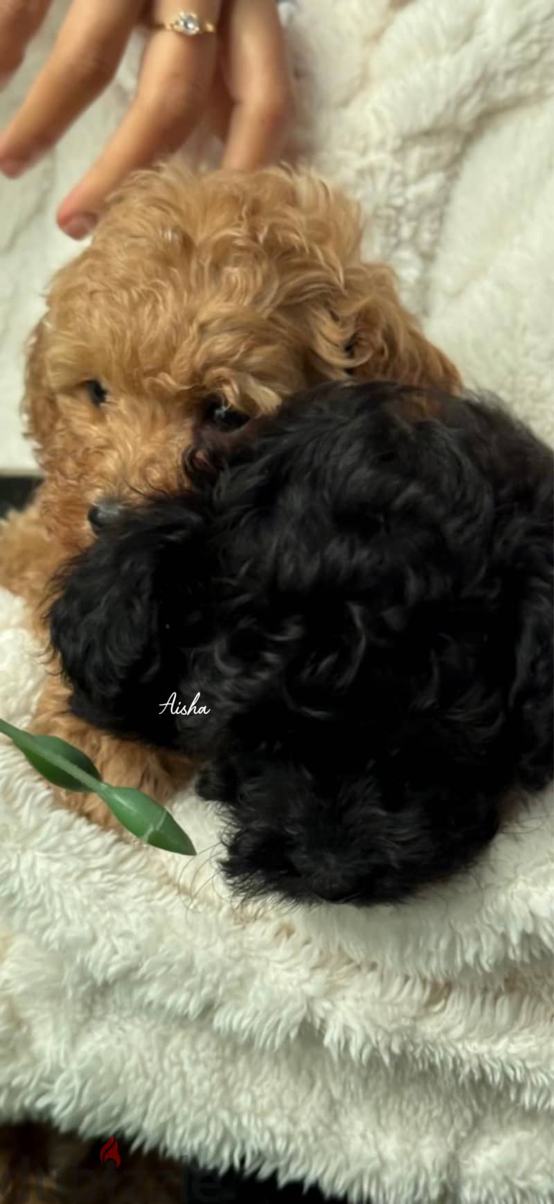 Toy poodle for sale 1