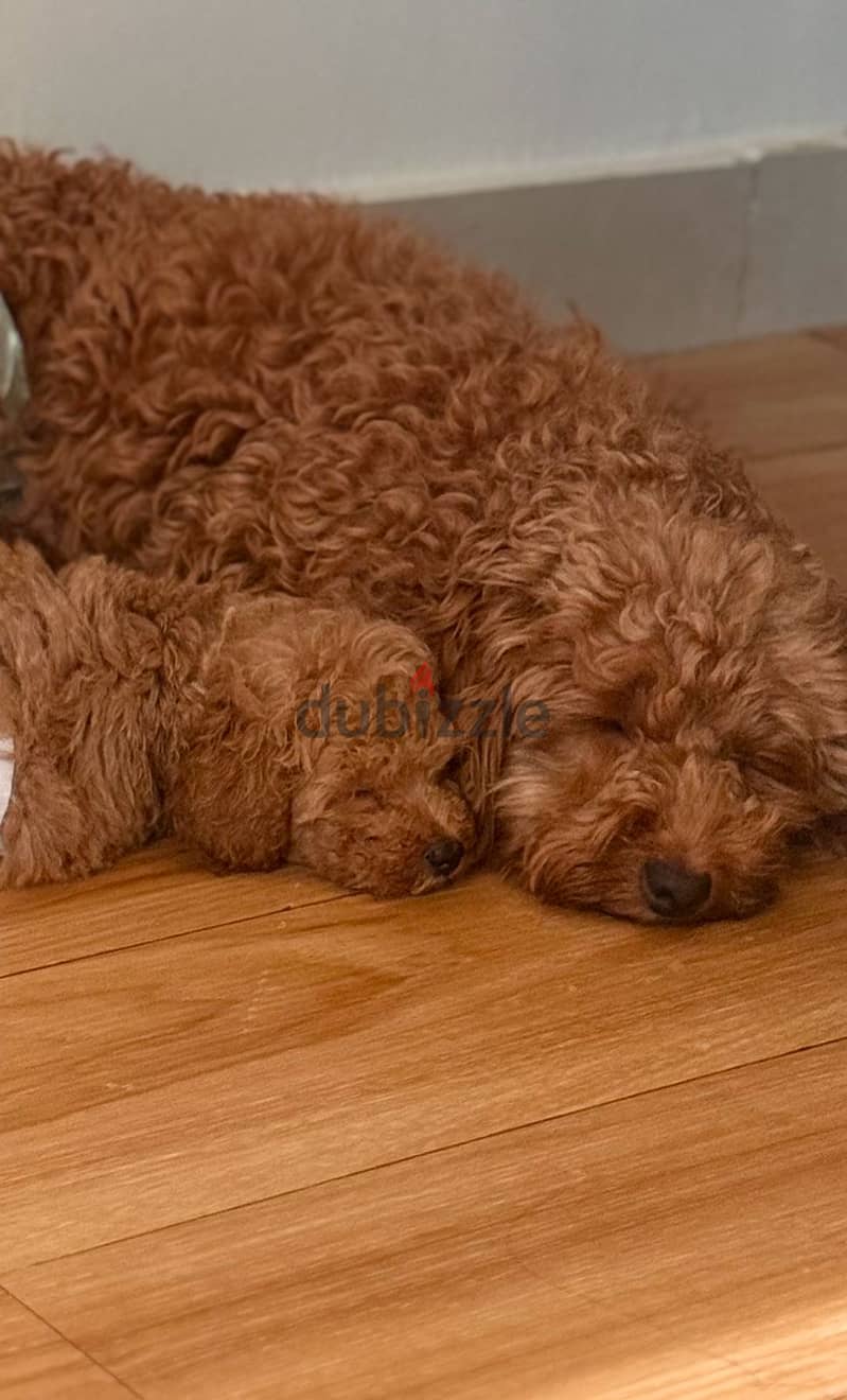 Toy poodle for sale 2