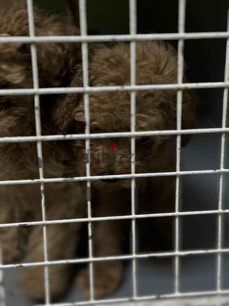 Toy poodle for sale 4