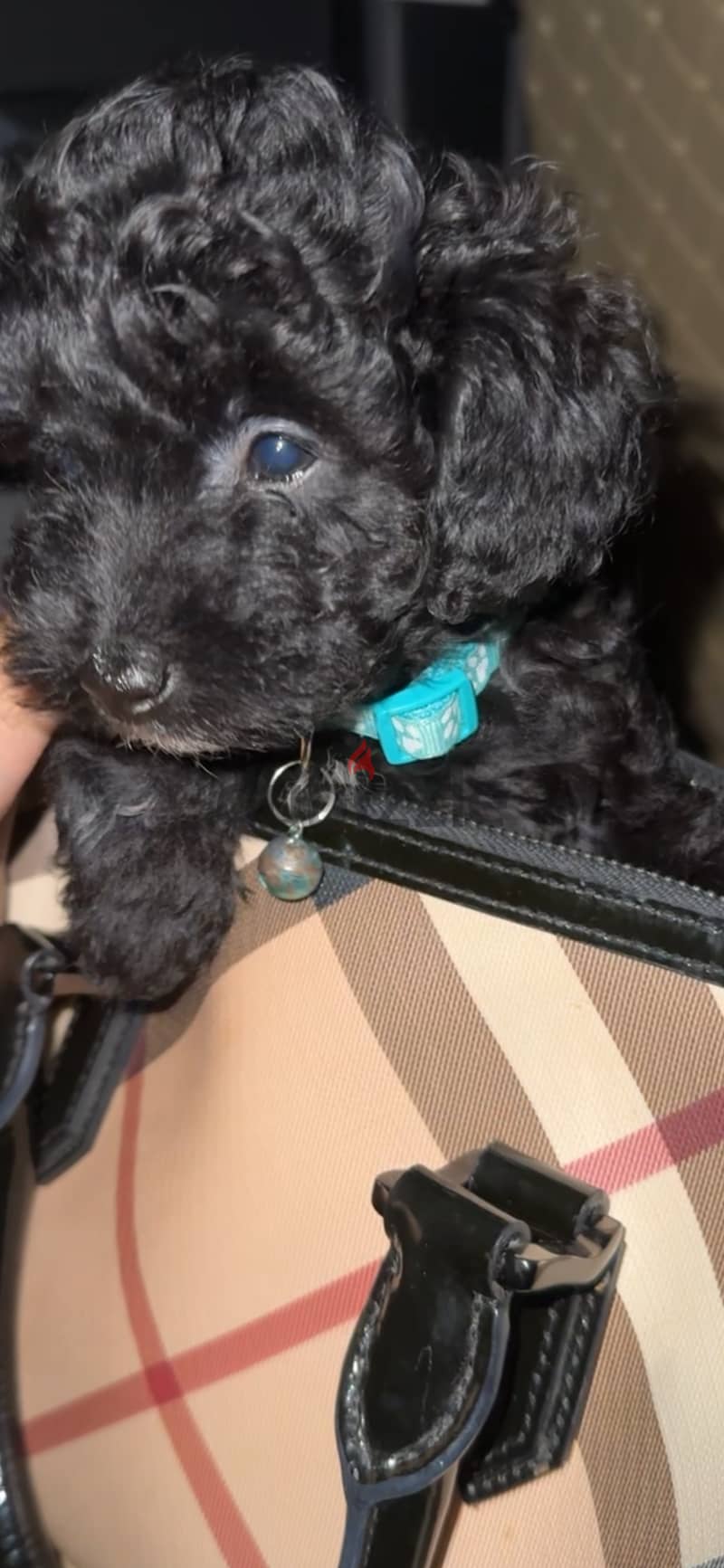 Toy poodle for sale 5