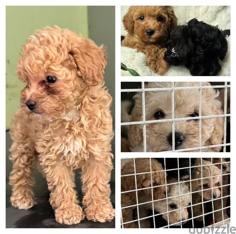 Toy poodle for sale 6