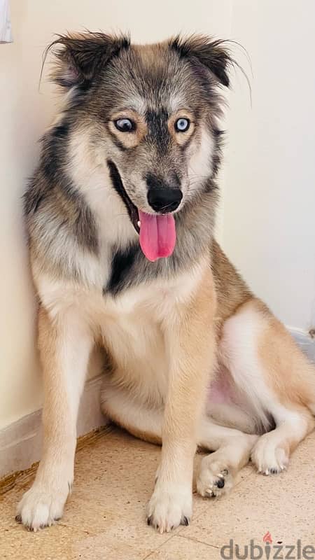 8 months old siberian husky mix for sale (male) 1