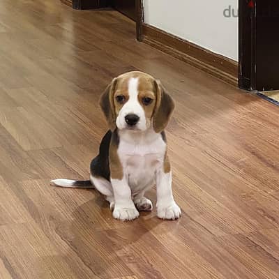 Beagle  Puppy