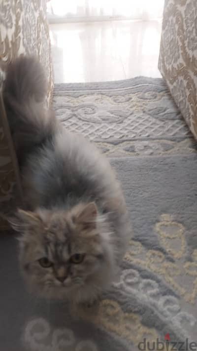 قط ذكر للبيع male cat for sale