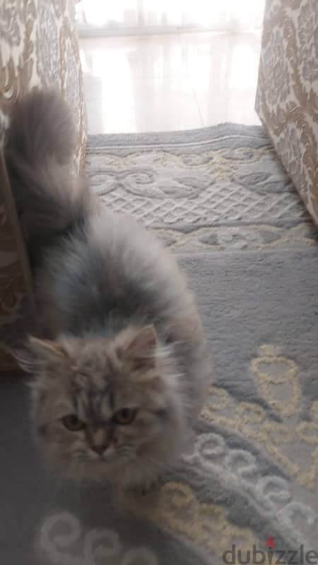 قط ذكر للبيع male cat for sale 0