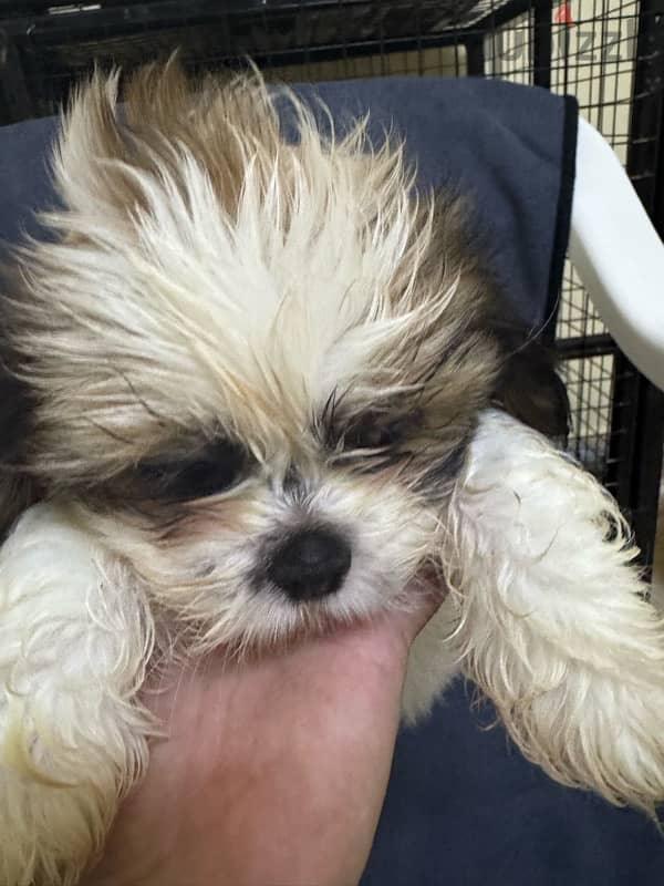 Shihtzu Salalah Only 0