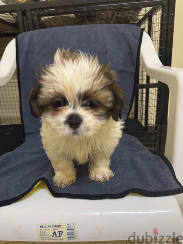 Shihtzu Salalah Only 1