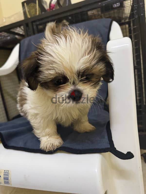 Shihtzu Salalah Only 2