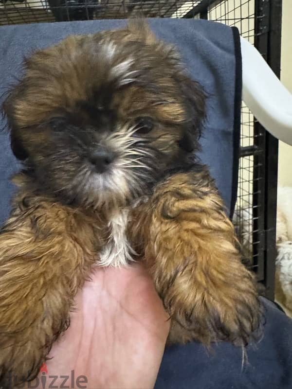 Shihtzu Salalah Only 3