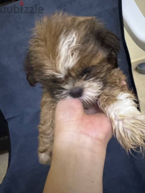 Shihtzu Salalah Only 5