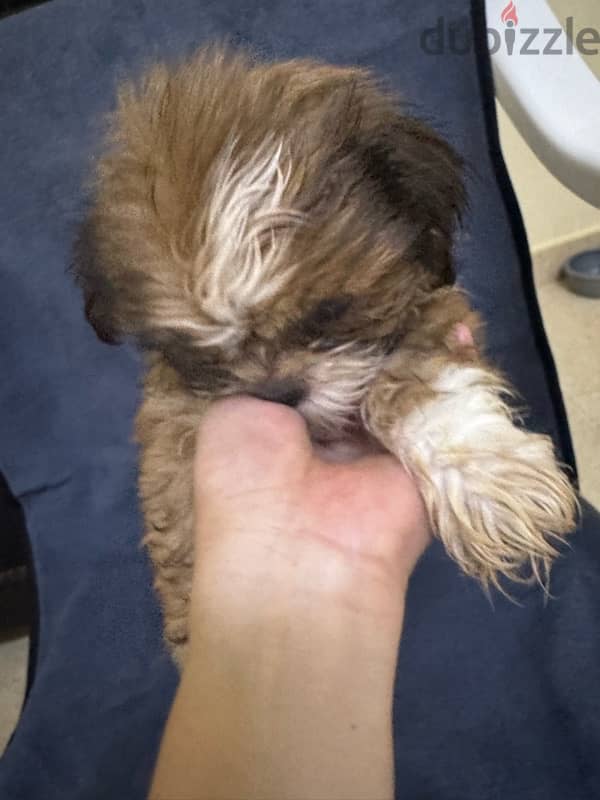 Shihtzu Salalah Only 7