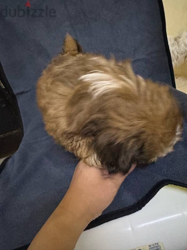 Shihtzu Salalah Only 8