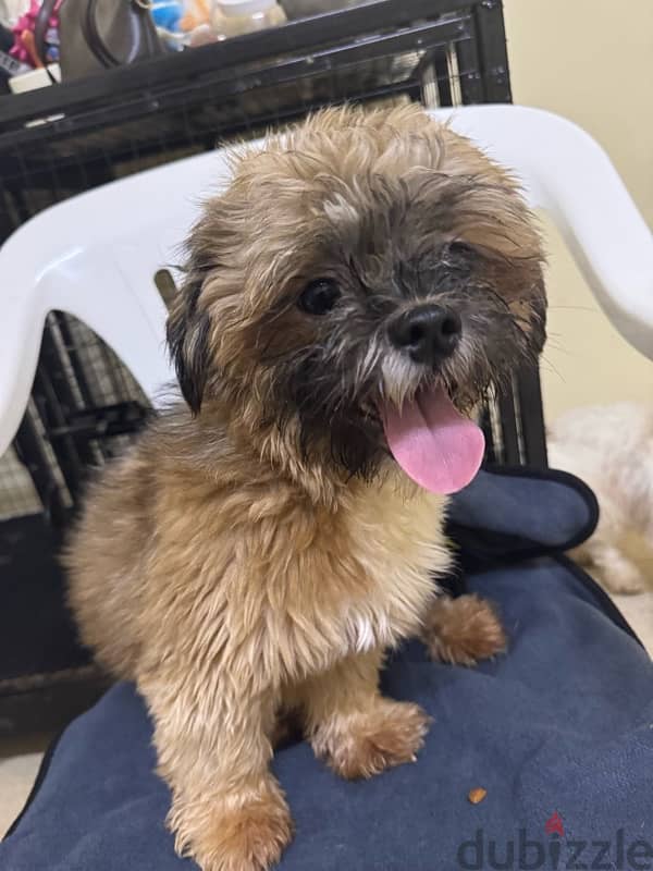 Shihtzu Salalah Only 10